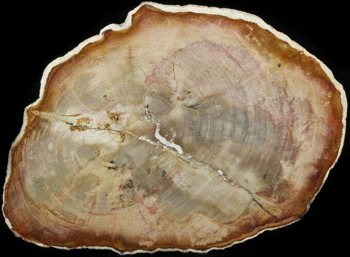 Petrified Wood (Tropical Hardwood) Slab - Indonesia #41902